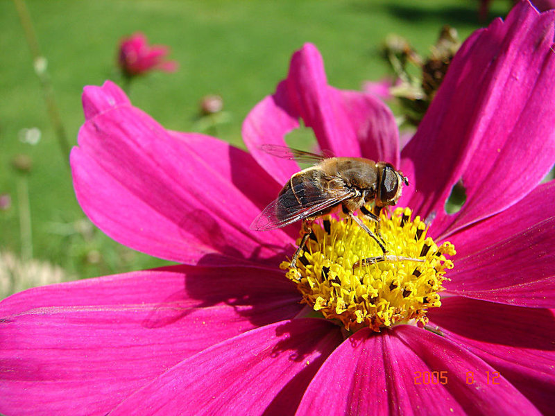 20050812 0016DSCw [D~LIP] Mistbiene (Eristalis tenax), Schmuckkörbchen (Cosmos bipinnatus), Bad Salzuflen