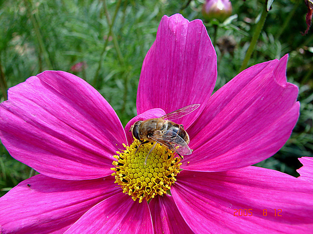 20050812 0014DSCw [D~LIP] Mistbiene (Eristalis tenax), Schmuckkörbchen (Cosmos bipinnatus), Bad Salzuflen