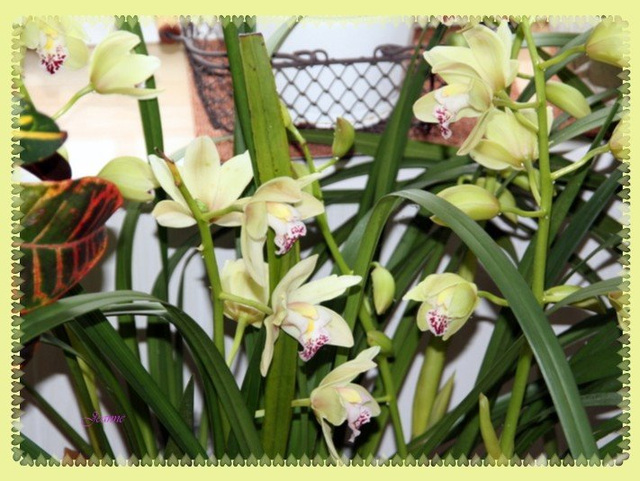 orchidée 2