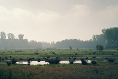 Wetlands