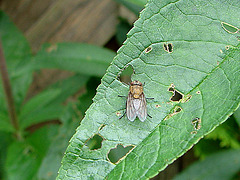 20090626 04122DSCw [D~LIP]  Graugelbe Polsterfliege (Pollenia rudis), Bad Salzuflen