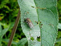 20090626 04123DSCw [D~LIP]  Graugelbe Polsterfliege (Pollenia rudis), Bad Salzuflen