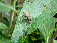 20090626 04124DSCw [D~LIP]  Graugelbe Polsterfliege (Pollenia rudis), Bad Salzuflen