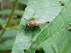 20090626 04125DSCw [D~LIP]  Graugelbe Polsterfliege (Pollenia rudis), Bad Salzuflen