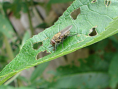 20090626 04126DSCw [D~LIP]  Graugelbe Polsterfliege (Pollenia rudis), Bad Salzuflen