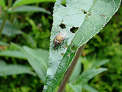 20090626 04127DSCw [D~LIP]  Graugelbe Polsterfliege (Pollenia rudis), Bad Salzuflen