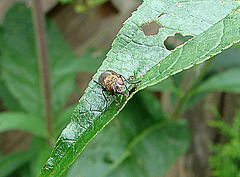 20090626 04128DSCw [D~LIP]  Graugelbe Polsterfliege (Pollenia rudis), Bad Salzuflen