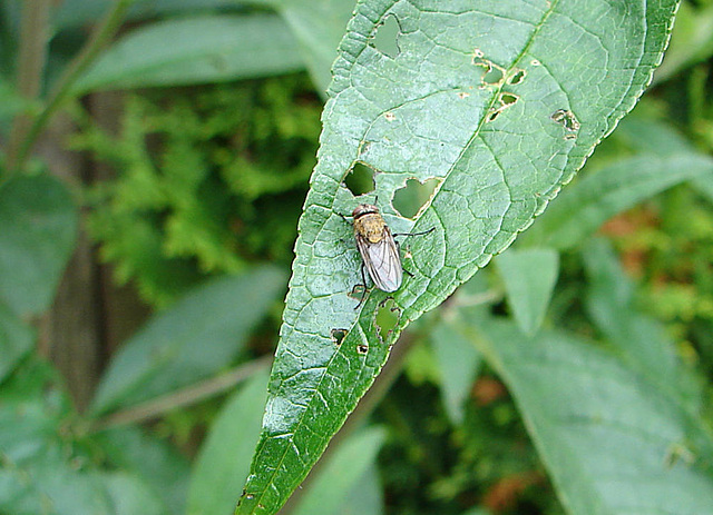 20090626 04129DSCw [D~LIP]  Graugelbe Polsterfliege (Pollenia rudis), Bad Salzuflen