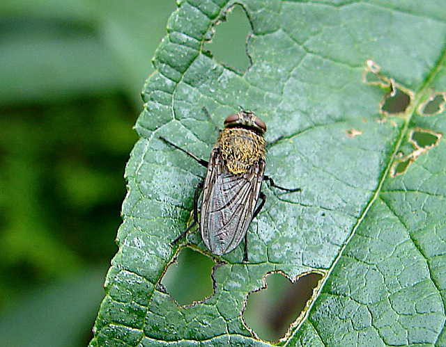 20090626 04130DSCw [D~LIP]  Graugelbe Polsterfliege (Pollenia rudis), Bad Salzuflen