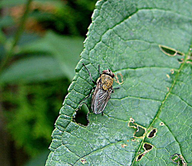 20090626 04131DSCw [D~LIP]  Graugelbe Polsterfliege (Pollenia rudis), Bad Salzuflen