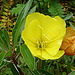 20090626 04133DSCw [D~LIP] Missouri-Nachtkerze (Oenothera missouriensis), Bad Salzuflen