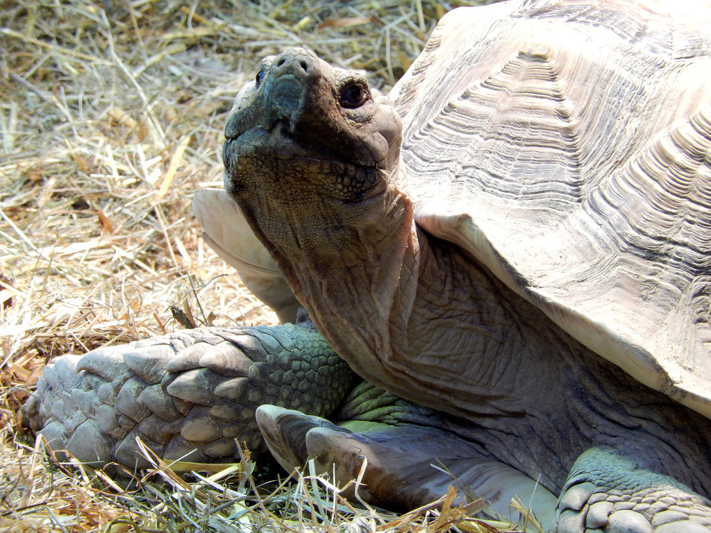 Schildkröte: "Na und, was guckst Du so..." ©UdoSm