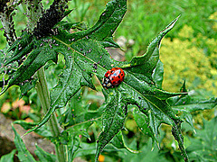 20090626 04136DSCw [D~LIP] Asiatischer Marienkäfer, Schwarze Bohnenlaus, Kugeldistel, Bad Salzuflen