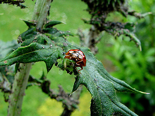 20090626 04137DSCw [D~LIP] Asiatischer Marienkäfer (Harmonia axyridis) [Vielfarbiger-] [Harlekin-Marienkäfer], Kugeldistel, Bad Salzuflen