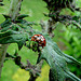 20090626 04137DSCw [D~LIP] Asiatischer Marienkäfer, Kugeldistel, Bad Salzuflen