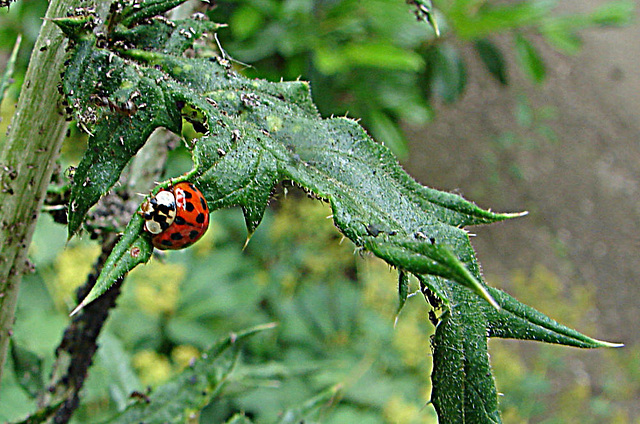 20090626 04139DSCw [D~LIP] Asiatischer Marienkäfer (Harmonia axyridis) [Vielfarbiger-] [Harlekin-Marienkäfer], Kugeldistel, Bad Salzuflen