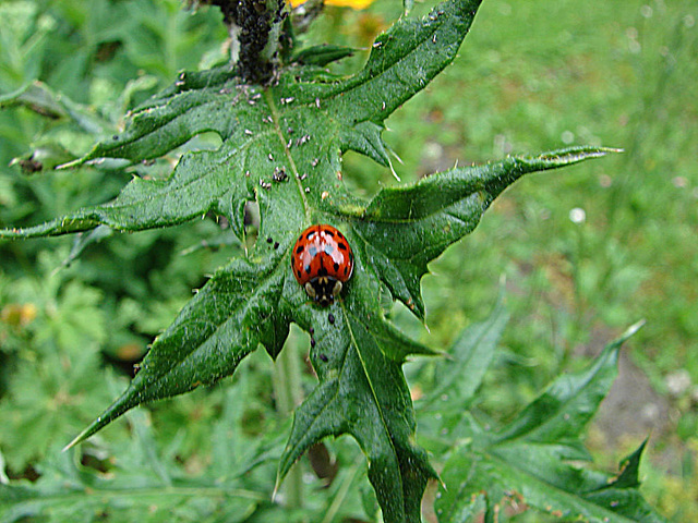 20090626 04140DSCw [D~LIP] Asiatischer Marienkäfer (Harmonia axyridis) [Vielfarbiger-] [Harlekin-Marienkäfer], Kugeldistel, Bad Salzuflen