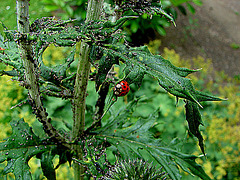 20090626 04141DSCw [D~LIP] Asiatischer Marienkäfer, Kugeldistel, Schwarze Bohnenlaus, Bad Salzuflen