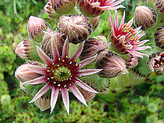 20090626 04142DSCw [D~LIP] Hauswurz (Sempervivum-Hybride), Bad Salzuflen