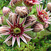 20090626 04142DSCw [D~LIP] Hauswurz (Sempervivum-Hybride), Bad Salzuflen