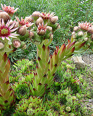 20090626 04143DSCw [D~LIP] Hauswurz (Sempervivum-Hybride), Bad Salzuflen)