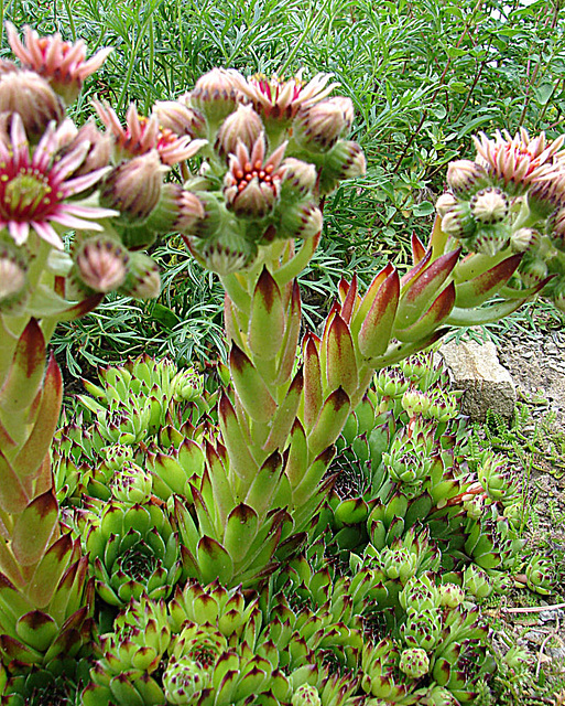 20090626 04143DSCw [D~LIP] Hauswurz (Sempervivum-Hybride), Bad Salzuflen)