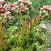 20090626 04143DSCw [D~LIP] Hauswurz (Sempervivum-Hybride), Bad Salzuflen)