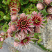 20090626 04145DSCw [D~LIP] Hauswurz (Sempervivum-Hybride), Bad Salzuflen