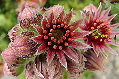 20090626 04146DSCw [D~LIP] Hauswurz (Sempervivum-Hybride), Bad Salzuflen