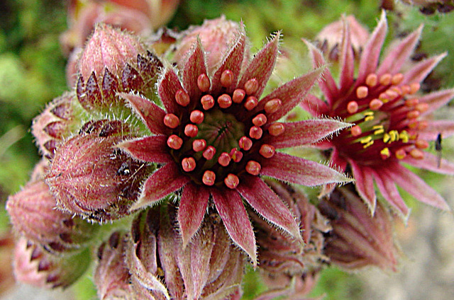 20090626 04146DSCw [D~LIP] Hauswurz (Sempervivum-Hybride), Bad Salzuflen