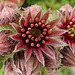 20090626 04146DSCw [D~LIP] Hauswurz (Sempervivum-Hybride), Bad Salzuflen