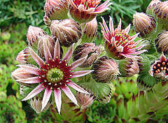 20090626 04147DSCw [D~LIP] Hauswurz (Sempervivum-Hybride), Bad Salzuflen