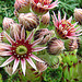 20090626 04147DSCw [D~LIP] Hauswurz (Sempervivum-Hybride), Bad Salzuflen