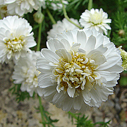 20090626 04148DSCw [D~LIP] Gefüllte Römische Kamille (Chamaemelum nobile 'Plenum'), Bad Salzuflen