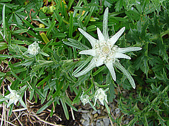 20090626 04150DSCw [D~LIP] Edelweiß (Leontopodium alpinum), Bad Salzuflen