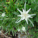 20090626 04150DSCw [D~LIP] Edelweiß (Leontopodium alpinum), Bad Salzuflen