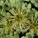 20090626 04151DSCw [D~LIP] Stachelnüsschen (Acaena buchananii), Bad Salzuflen