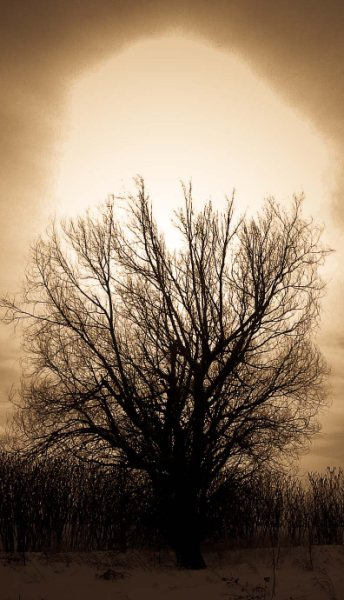 Arbre solitaire / Lonely tree - Création Laetitia