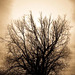 Arbre solitaire / Lonely tree - Création Laetitia