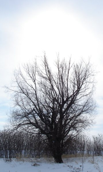 Arbre solitaire / Lonely tree  - Création Laetitia