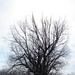 Arbre solitaire / Lonely tree  - Création Laetitia