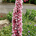 20090626 04155DSCw [D~LIP] Scheckenknöterich (Polygonum affine 'Darjeeling Red'), Bad Salzuflen