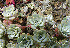 20090626 04157DSCw [D~LIP] Fetthenne (Sedum spathulifolium 'Cape Blanco'), Bad Salzuflen