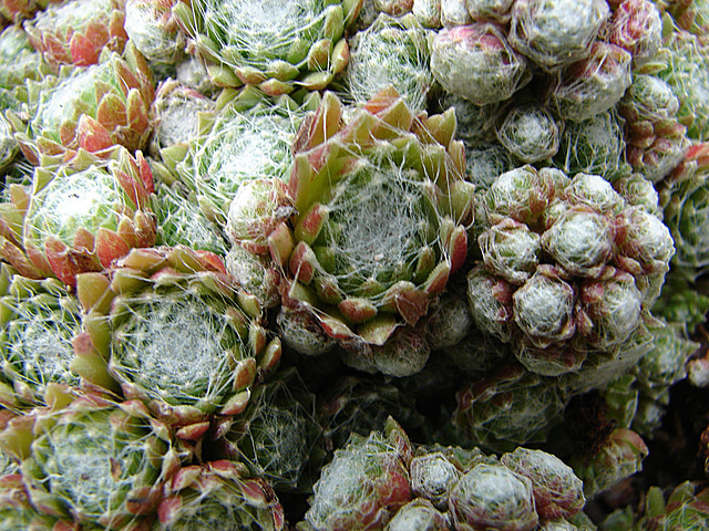 20090626 04158DSCw [D~LIP] Hauswurz (Sempervivum-Hybride), Bad Salzuflen