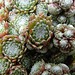 20090626 04158DSCw [D~LIP] Hauswurz (Sempervivum-Hybride), Bad Salzuflen