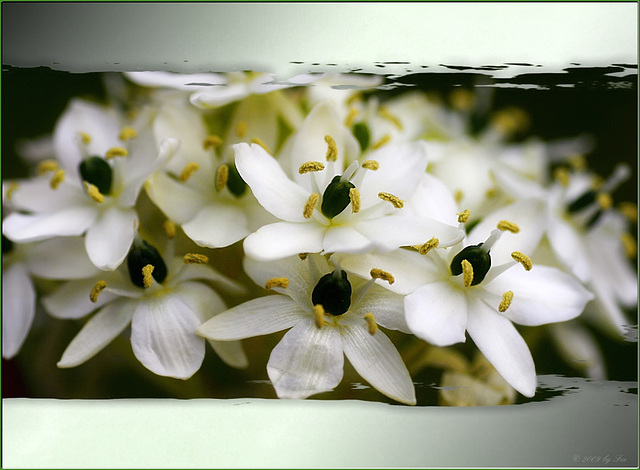 white flowers