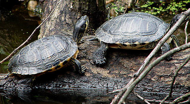 20060901 0670DSCw [D-DU] Zierschildkröte (Chrysemys picta), Zoo Duisburg