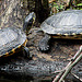 20060901 0670DSCw [D-DU] Zierschildkröte (Chrysemys picta), Zoo Duisburg
