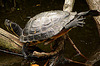 20060901 0671DSCw [D-DU] Gelbwangen-Schmuckschildkröte (Trachemys scripta scripta) [Gelbbauch-Schmuckschildkröte], Zoo Duisburg