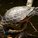 20060901 0671DSCw [D-DU] Zierschildkröte (Chrysemys picta), Zoo Duisburg